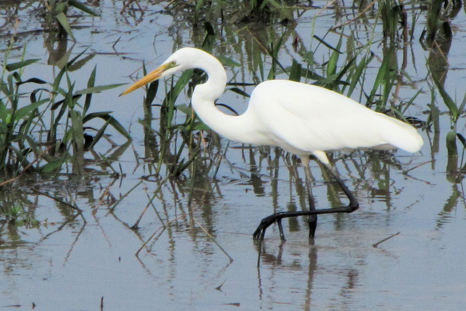 Eastern Great Egret (Ardea modesta)